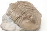 2.1" Unusual Asaphus Laevissimus Trilobite - Russia - #200394-3